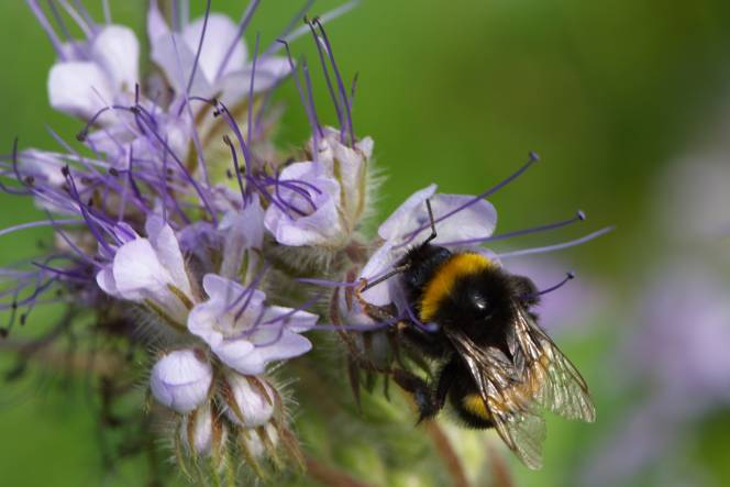 Hommel op phacelia