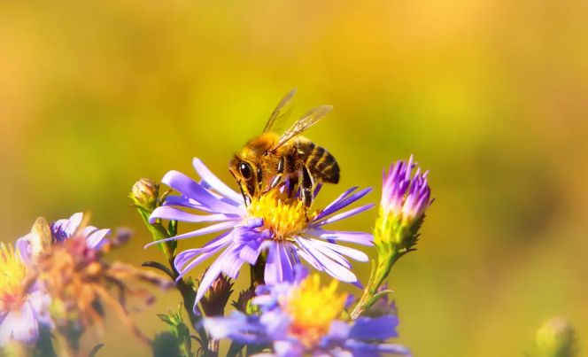 Homeopathie