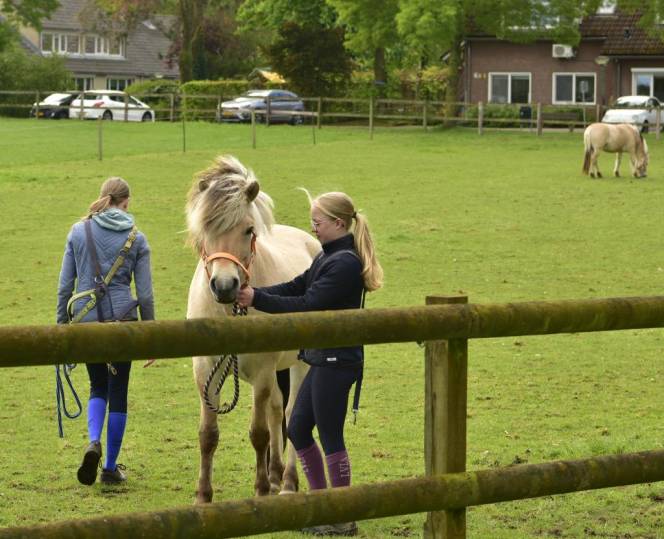 Paarden buiten zetten