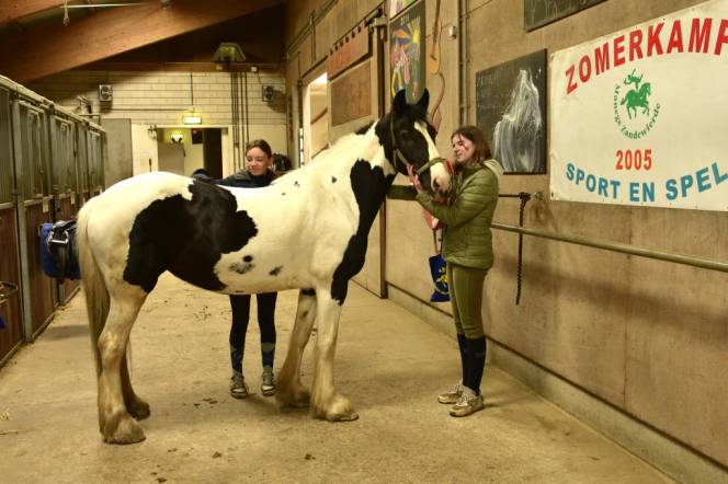 Paard poetsen in de stal