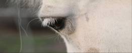 Equine Assisted coaching: coachen met paarden