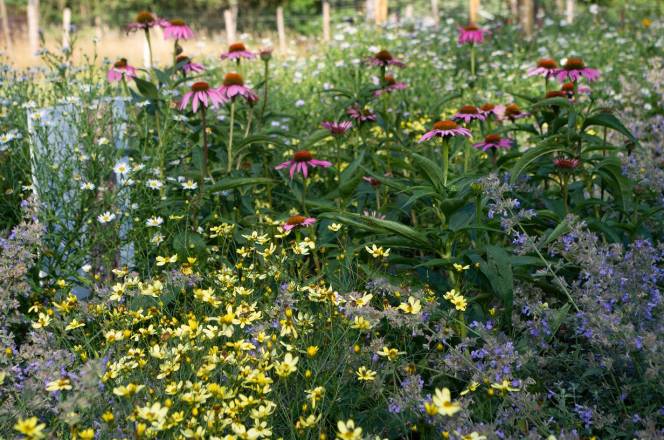 Deze border met planten geliefd door hommels is aanwezig in onze demonstratietuin te Vorden