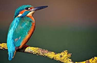 Vogelspotwandeling