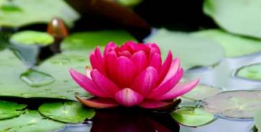 Tai Chi Tao Talma Borgh